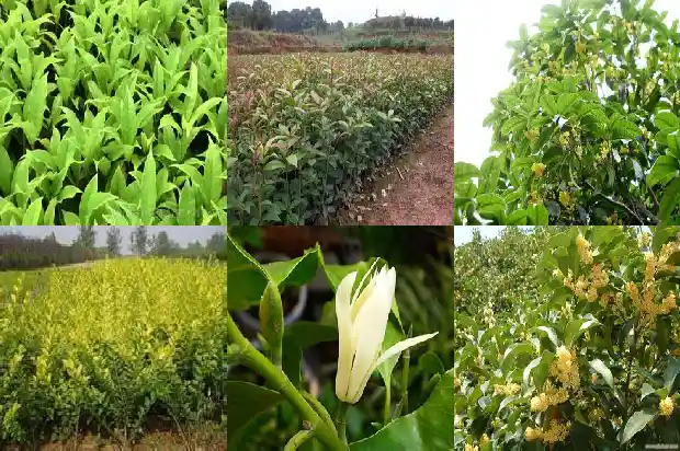三40年的桂花树值多少1690244932816