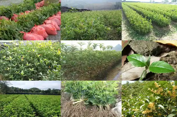 10公分左右桂花树多少钱一棵1689640523184