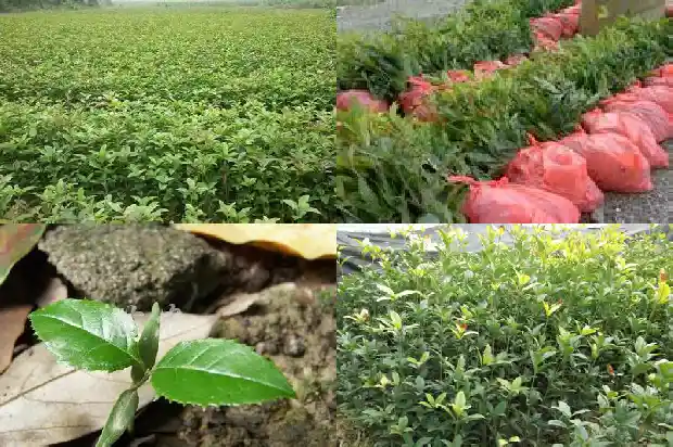 桂花树摸起来怎么样1682563107040