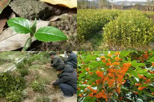 桂花树摸起来怎么样1682563107088