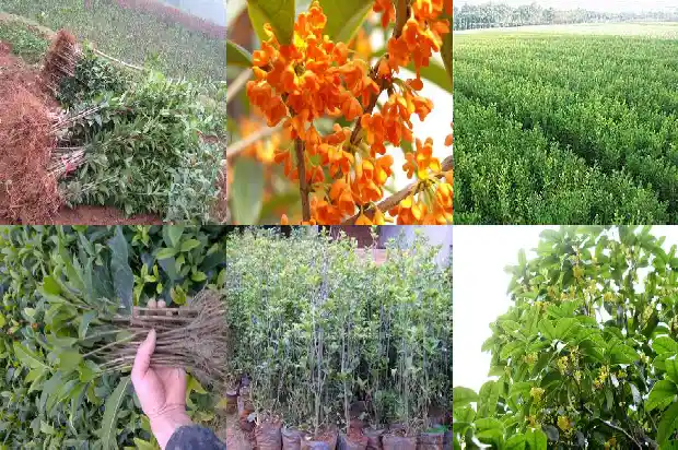 桂花树现在能不能移栽1690245547201