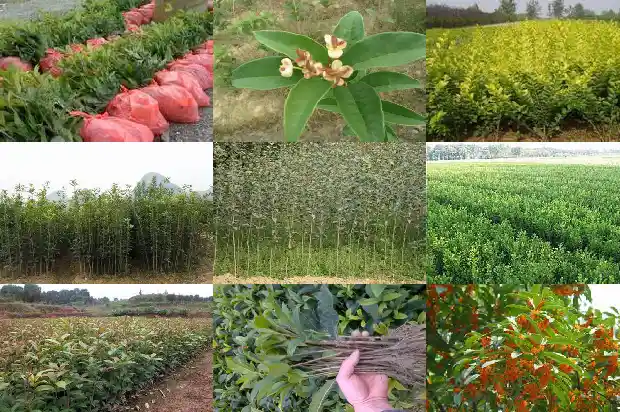 桂花糕要用什么样的桂花1689313683039