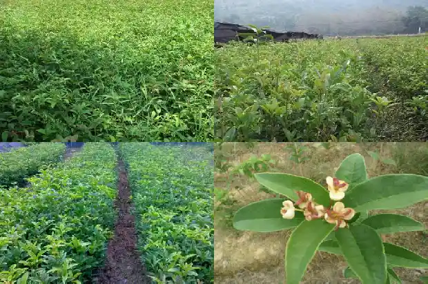 桂花树闻起来的感觉是什么1682563167739