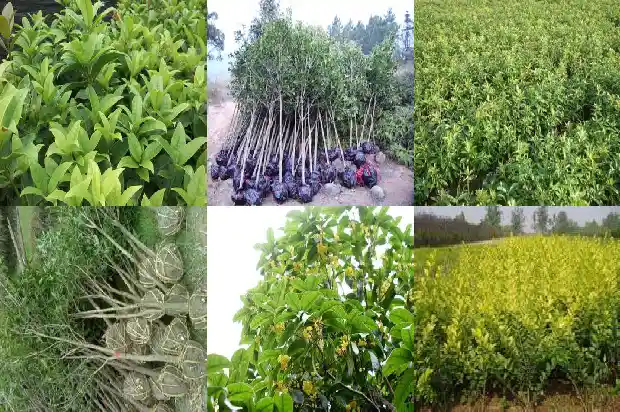 桂花树闻起来的感觉是什么1682563167786