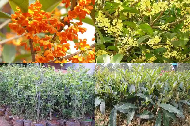 桂花树干颜色1682563206386