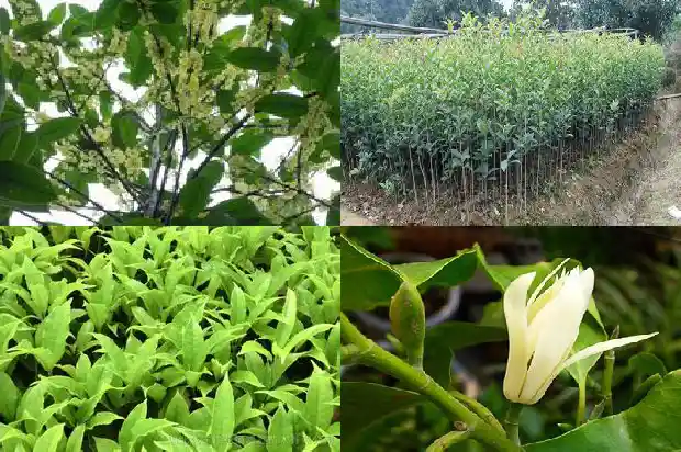 独杆桂花价格1690159009218
