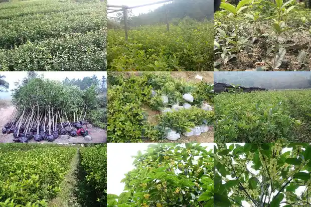 桂花的气味是什么样子的1682563244338