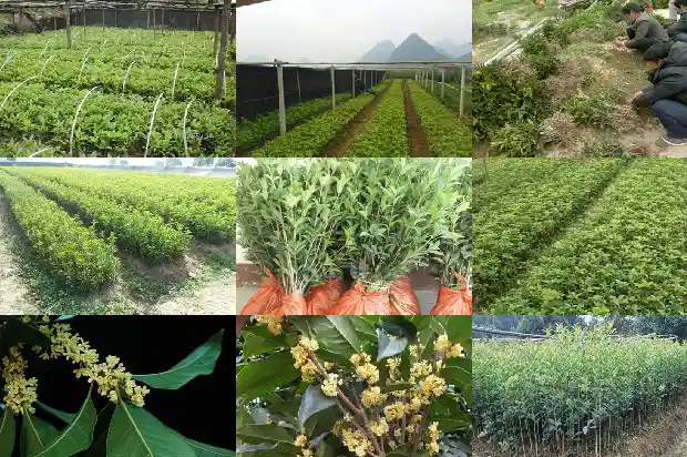 结子的桂花树1690158934116