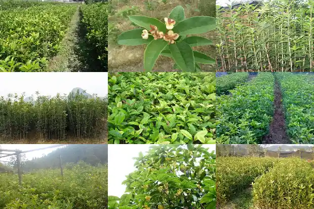 桂花树的样子颜色气味其他颜色不同1682563282332
