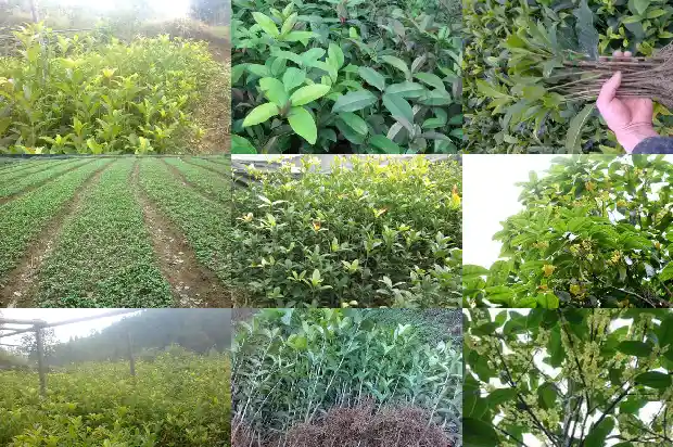 桂花树的样子颜色气味其他颜色不同1682563282380