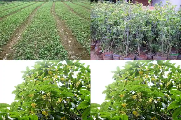 桂花树的样子颜色气味其他颜色不同1682563282427