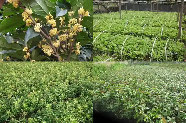 桂花树50公分价格多少钱一棵1689639174355