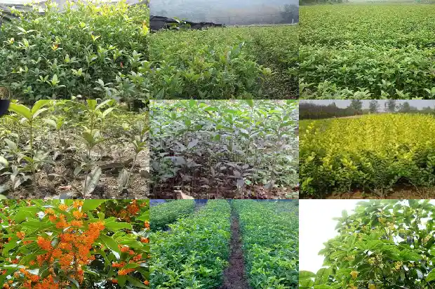 桂花树有味道吗能吃吗1682563306681