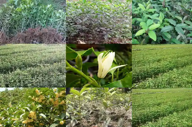 桂花树有味道吗能吃吗1682563306729