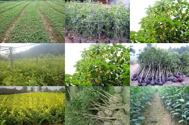 桂花树种多久1690849462477