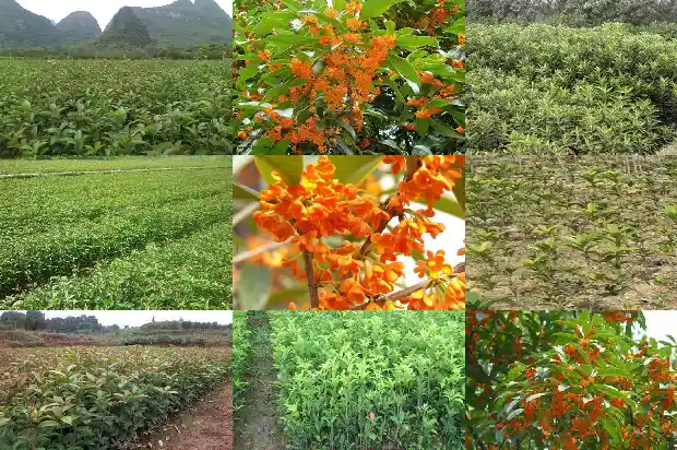 象桂花一样香味是什么树种1682563439829