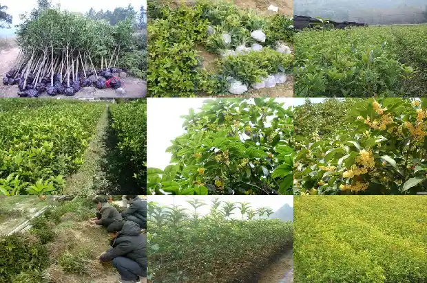 象桂花一样香味是什么树种1682563439924