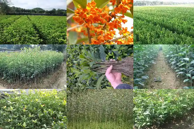 桂花香的味道像什么1682563461836