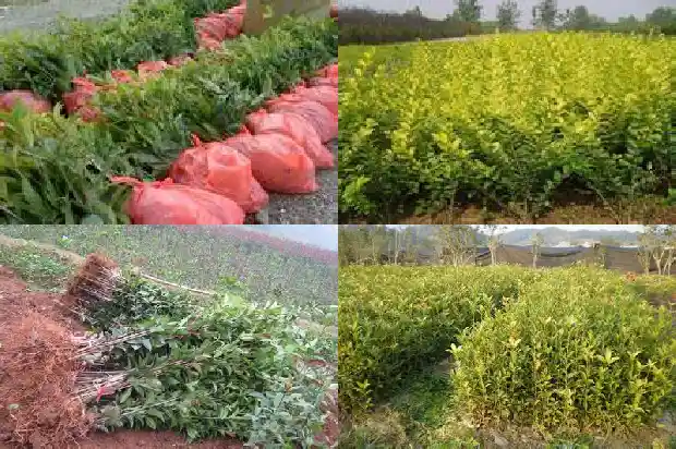 桂花香的味道像什么1682563461883
