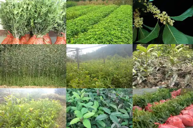 桂花树气味是什么味道1682563482137