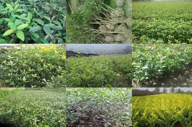 桂花树气味是什么味道1682563482185