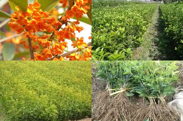 冬日桂花香的句子1682563504655