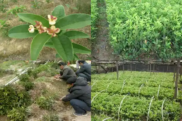 八月桂花树苗多少钱一支一颗1689725968007