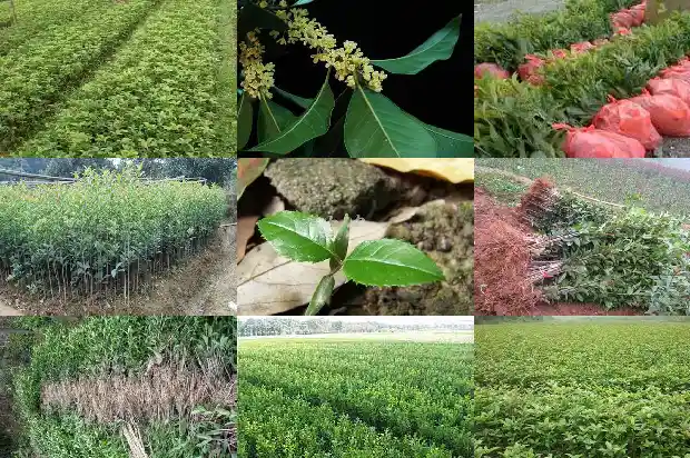 哪种桂花最贵桂花有几种1690590889153