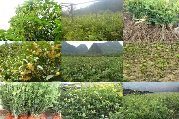 桂花二村拆迁最新消息1688604078967