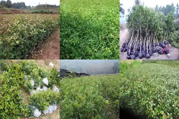 桂花树的叶子是什么颜色的1682563575996