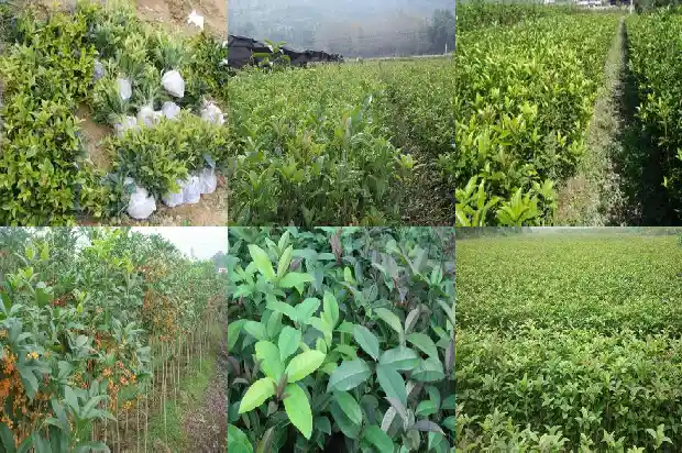 桂花树的叶子是什么颜色的1682563576140