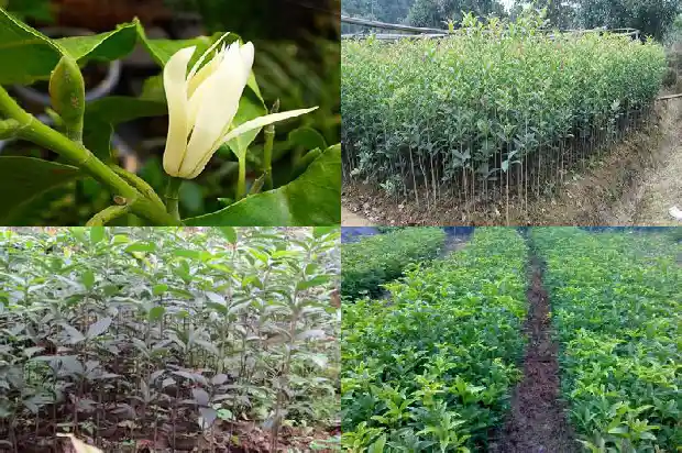 桂花香是否有毒1682563594264