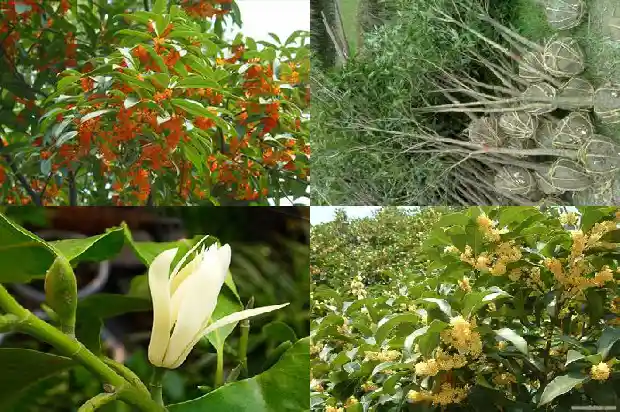 桂花树的香味是什么味道啊1682563616684