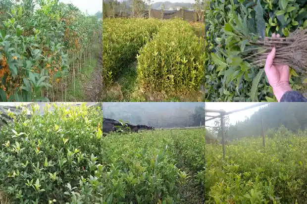 桂花树有香味吗有毒吗1682563660229