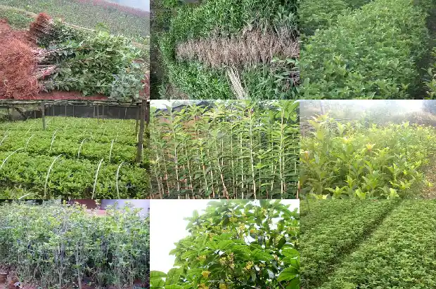 自家桂花树出售犯法么1690331474948