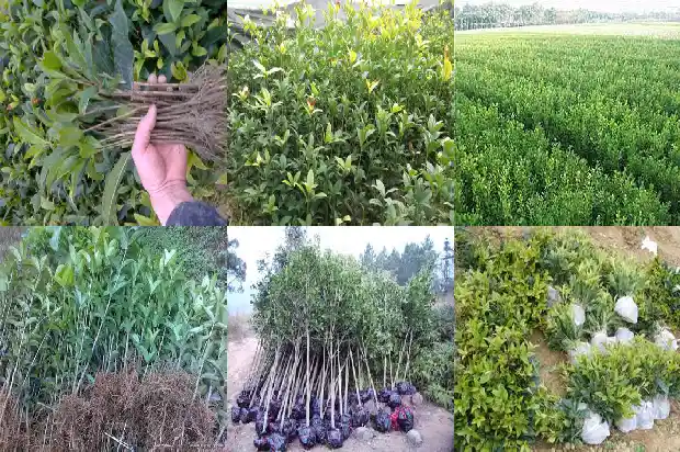 25公分桂花树的价格是多少钱1689726752088