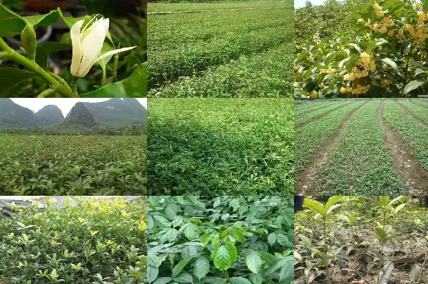 桂花树味道难闻吗1682563679704