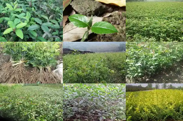 桂花树味道难闻吗1682563679751