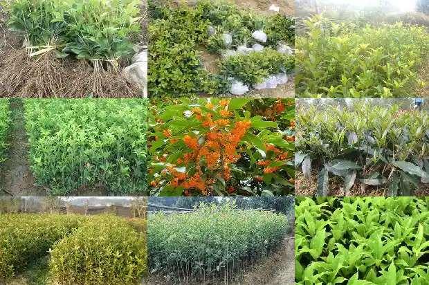 桂花香很难闻1682563703747