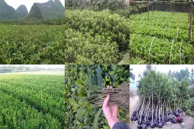 桂花香很难闻1682563703891
