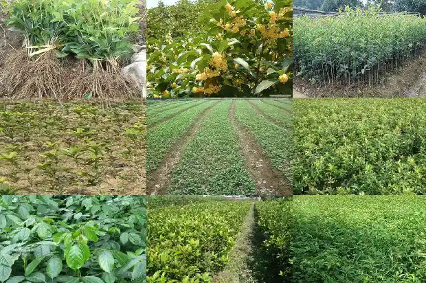 桂花树没开花时有香味吗1682563721305