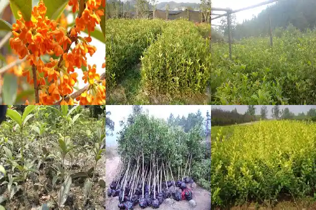 桂花树没开花时有香味吗1682563721352