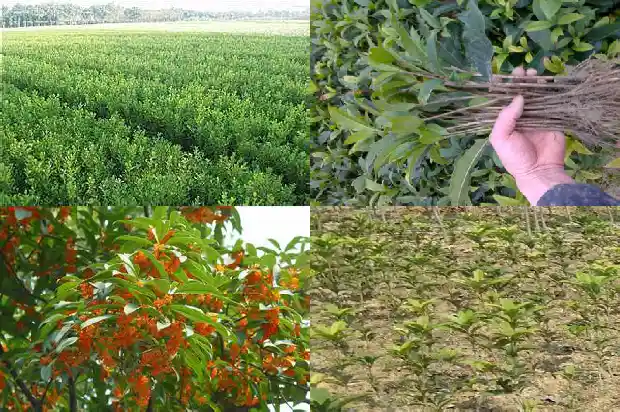 桂花树香味对人有什么好处1682563741254