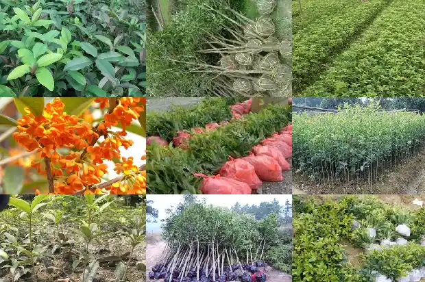 桂花树香味能不能闻1682563765317
