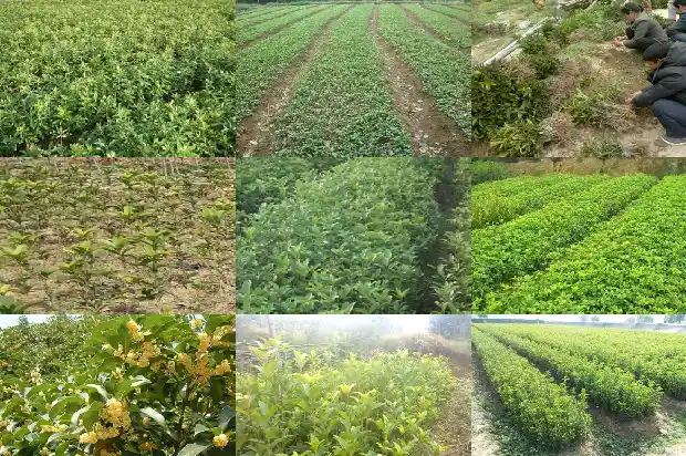 桂花树香味有毒吗?1682563785190