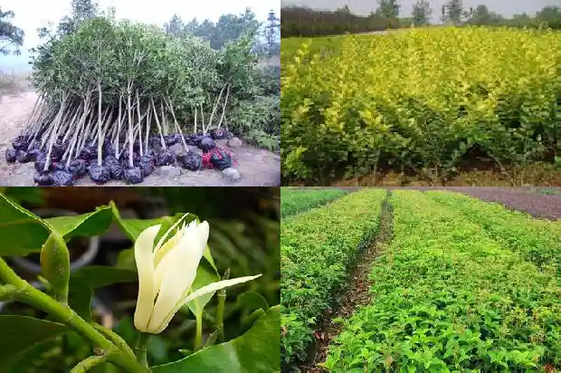 桂花树的气味是什么气味啊英语1682563808050
