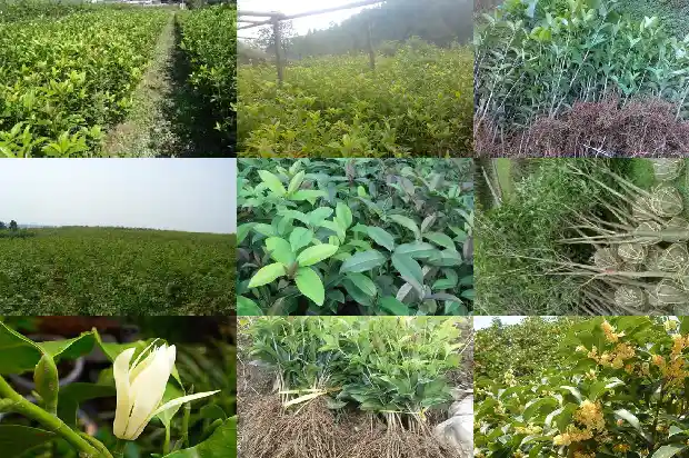 桂花树的气味是什么气味呀怎么写1682563825817