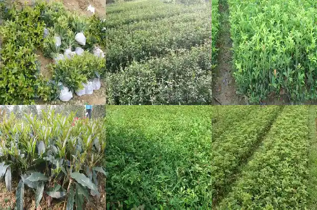 桂花树的气味39字怎么写好看1682563850489