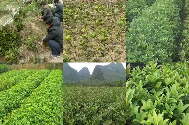 桂花的颜色形态气味写一段话1682563870577