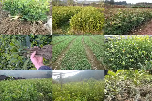 桂花树的颜色形状和气味怎么写1682563896193